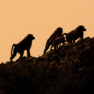 Debre Libanos - Olive baboons
